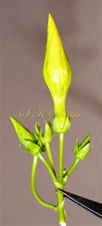  Inflorescence